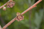 Smallflower pawpaw